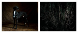 MARTIN USBORNE, Galgo + Forest, 2015, diptych, C-Print, 20 x 25 inches (each panel), Edition of 6